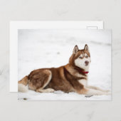Siberisch Husky-portret Briefkaart (Voorkant / Achterkant)