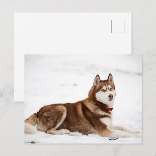 Siberisch Husky-portret Briefkaart (Voorkant / Achterkant)