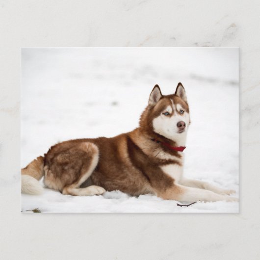 Siberisch Husky-portret Briefkaart (Voorkant)