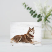Siberisch Husky-portret Briefkaart (Staand voorkant)