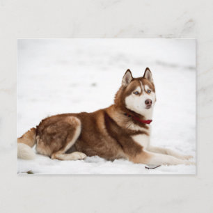 Siberisch Husky-portret Briefkaart