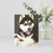 Siberische Baby Huskey Hond Fotografie Briefkaart (Staand voorkant)