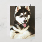 Siberische Baby Huskey Hond Fotografie Briefkaart (Voorkant / Achterkant)