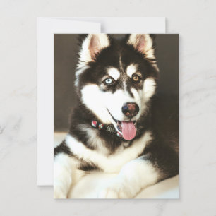 Siberische Baby Huskey Hond Fotografie Briefkaart