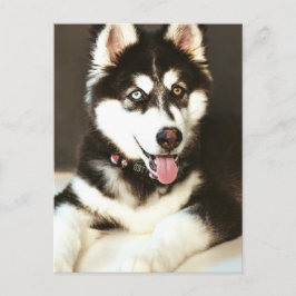 Siberische Baby Huskey Hond Fotografie Briefkaart