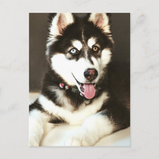 Siberische Baby Huskey Hond Fotografie Briefkaart (Voorkant)