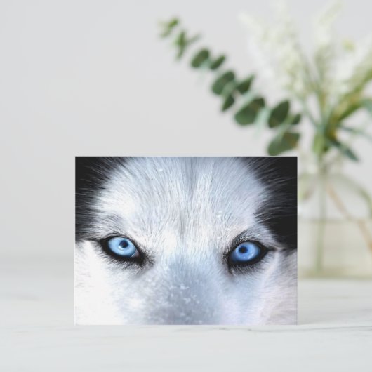 Siberische husky blauwe ogen briefkaart (Staand voorkant)