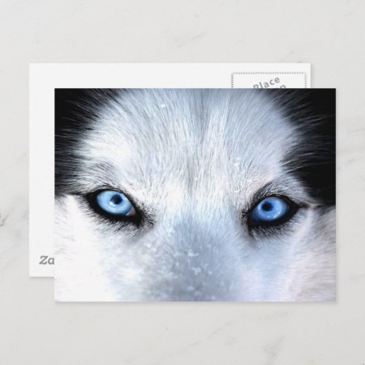 Siberische husky blauwe ogen briefkaart (Voorkant / Achterkant)