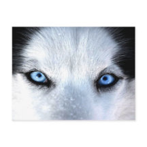 Siberische husky blauwe ogen