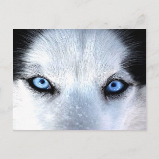 Siberische husky blauwe ogen briefkaart (Voorkant)