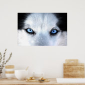 Siberische husky blauwe ogen poster (Keuken)