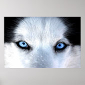Siberische husky blauwe ogen poster (Voorkant)
