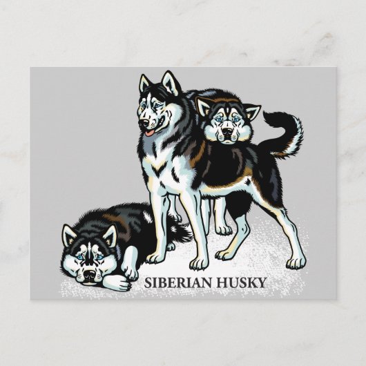 siberische husky briefkaart (Voorkant)