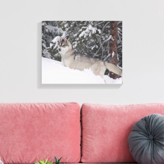 Siberische Husky Canvas Print (Insitu (Woonkamer))