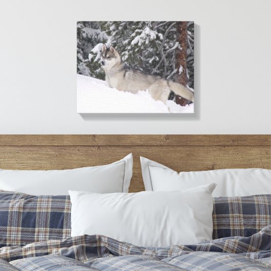 Siberische Husky Canvas Print (Insitu (Slaapkamer))