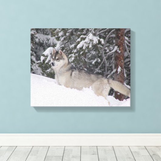Siberische Husky Canvas Print (Insitu (Houten vloer))