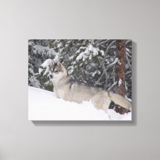 Siberische Husky Canvas Print
