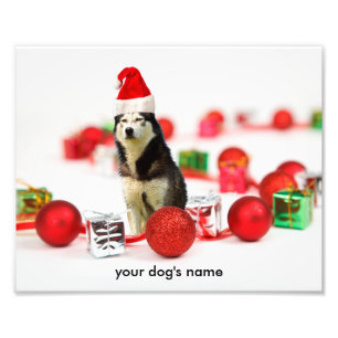 Siberische Husky Christmas Ornament foto print Foto Afdruk