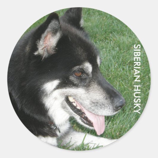 Siberische Husky Foto Ronde Sticker (Voorkant)