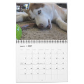 Siberische husky groeit op kalender (Mar 2027)