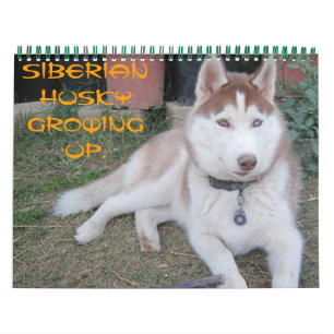 Siberische husky groeit op kalender
