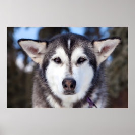 Siberische husky hond close-up gezichtsfotografie poster