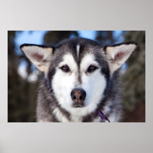 Siberische husky hond close-up gezichtsfotografie poster (Voorkant)
