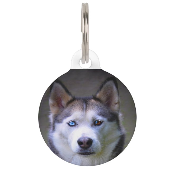Siberische Husky-hond. Huisdierpenning (Voorkant)