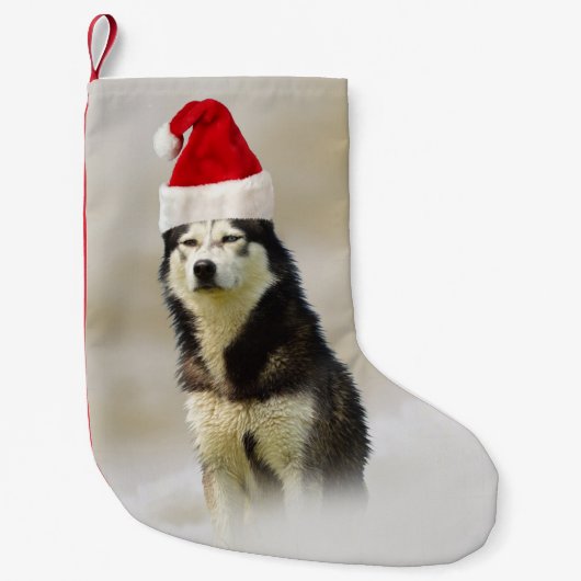 Siberische Husky Hond met Santa Hoed in Sneeuw Kleine Kerstsok (Voorkant)