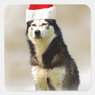Siberische Husky Hond met Santa Hoed in Sneeuw Vierkante Sticker