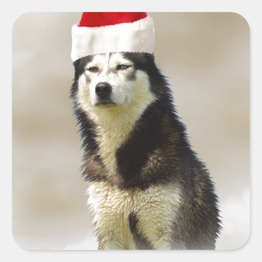 Siberische Husky Hond met Santa Hoed in Sneeuw Vierkante Sticker (Voorkant)