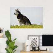 Siberische Husky Hond Mooie Fotografie Poster (Thuiskantoor)