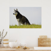 Siberische Husky Hond Mooie Fotografie Poster (Keuken)