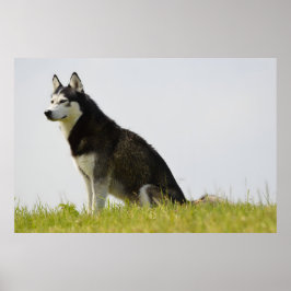 Siberische Husky Hond Mooie Fotografie Poster
