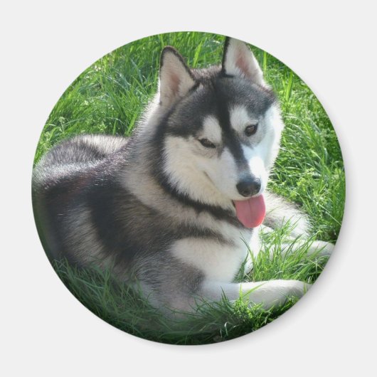 Siberische Husky hond ronde magneet (Voorkant)