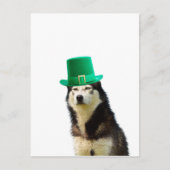 Siberische Husky Hond St. Patrick's dag Briefkaart (Voorkant)