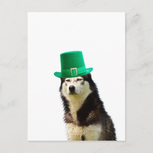 Siberische Husky Hond St. Patrick's dag Briefkaart (Voorkant)