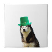 Siberische Husky Hond St. Patrick's dag Tegeltje (Voorkant)