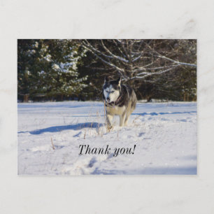 Siberische Husky In De Sneeuw Bedankingskaart Briefkaart