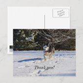 Siberische Husky In De Sneeuw Dank Je Postkaart (Voorkant / Achterkant)