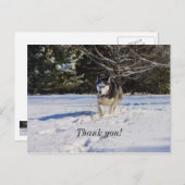 Siberische Husky In De Sneeuw Dank U Postkaart (Voorkant / Achterkant)