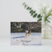 Siberische Husky In De Sneeuw Dank U Postkaart (Staand voorkant)