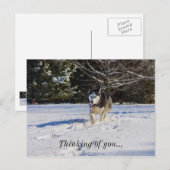 Siberische Husky in de sneeuw denken aan jou Briefkaart (Voorkant / Achterkant)