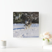 Siberische husky in de sneeuw muur klok (Huis)