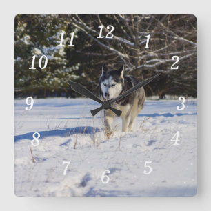 Siberische husky in de sneeuw muur klok