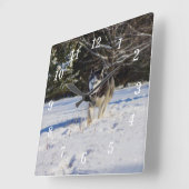 Siberische husky in de sneeuw muur klok (Hoek)