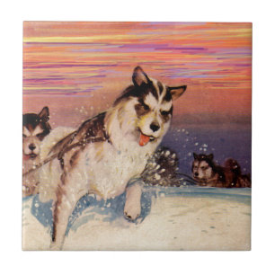 Siberische husky leed dogs die hun ding doen tegeltje
