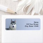 Siberische Husky op blauwe achtergrond Etiket (Insitu)