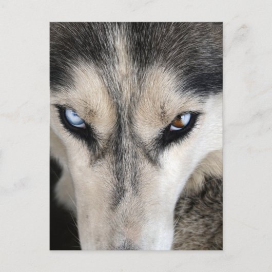Siberische Husky Postcrossing Briefkaart (Voorkant)