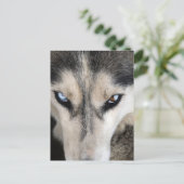 Siberische Husky Postcrossing Briefkaart (Staand voorkant)